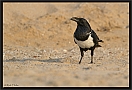schildraaf_MG_1147