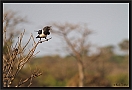 schildraaf_MG_1423