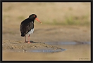 scholekster_MG_0878