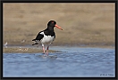 scholekster_MG_3586