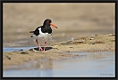 scholekster_MG_3592