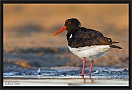 scholekster_MG_5650