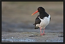 scholekster_MG_5972