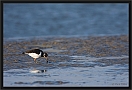 scholekster_MG_9361