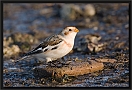sneeuwgors_MG_9255