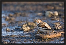 sneeuwgors_MG_9265