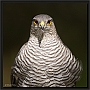 sperwer_MG_0757