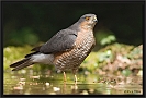sperwer_MG_0759