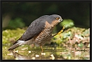 sperwer_MG_0778