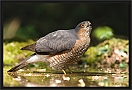 sperwer_MG_0787