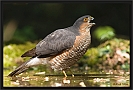 sperwer_MG_0788