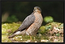 sperwer_MG_0799