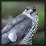 sperwer_MG_5312