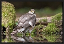 sperwer_MG_5343