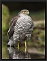 sperwer_MG_5453