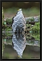 sperwer_MG_5601