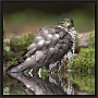 sperwer_MG_5704