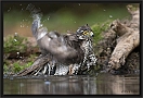 sperwer_MG_5744