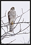 sperwer_MG_6946