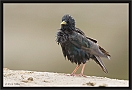 spreeuw_MG_0303
