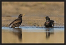 spreeuw_MG_1140