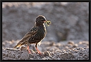 spreeuw_MG_1904