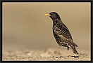 spreeuw_MG_3982