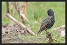 spreeuw_MG_8259
