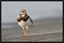 steenloper_MG_2665
