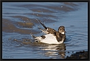 steenloper_MG_9297