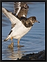 steenloper_MG_9316