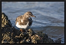 steenloper_MG_9330