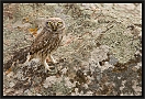 steenuil2_MG_9670