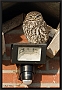 steenuil_MG_0070