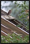steenuil_MG_0225
