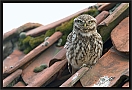 steenuil_MG_0333-2