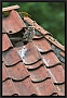 steenuil_MG_0494-2