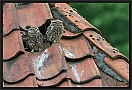 steenuil_MG_0531-2