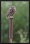 steenuil_MG_1095