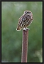 steenuil_MG_1107