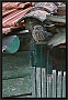 steenuil_MG_1465