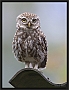 steenuil_MG_2795-2