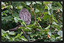steenuil_MG_3170