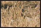 steenuil_MG_3537