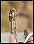 steenuil_MG_3562