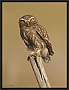 steenuil_MG_3804