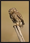 steenuil_MG_3806