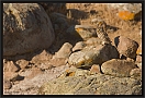 steenuil_MG_3814