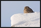 steenuil_MG_6591