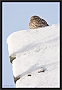 steenuil_MG_6618